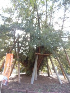 Only natural national monument in Nagoya, a Japanese nutmeg tree that is 600 years old.